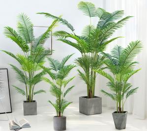 Areca Palm