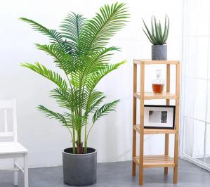 Kentia Palm