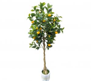 Lemon Tree