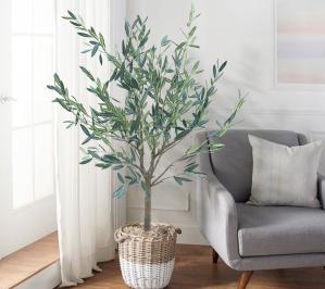 New Olive Tree