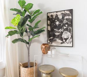 Fiddle Leaf 