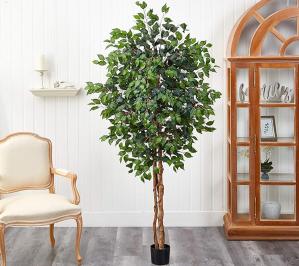 Ficus Tree