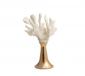 Antler Coral